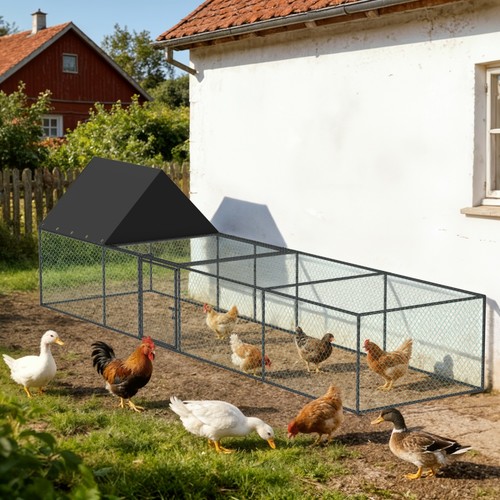 Chicken run cage walk - run,