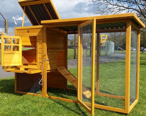Chicken coop run hen - chicken,