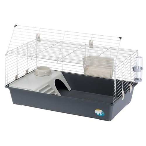 Rabbit and guinea - guinea, pet